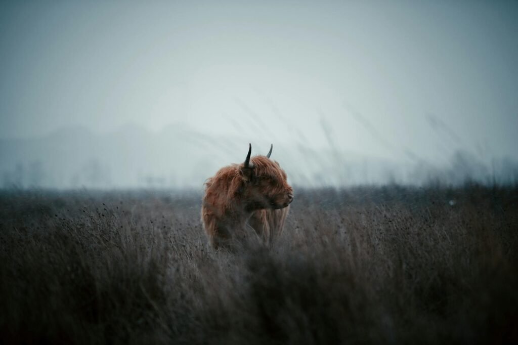 Foto profissional grátis de agricultura, animais selvagens, animal