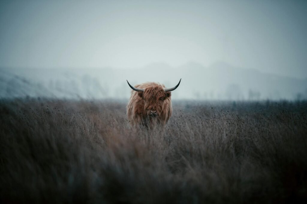 Foto profissional grátis de agricultura, animais selvagens, animal