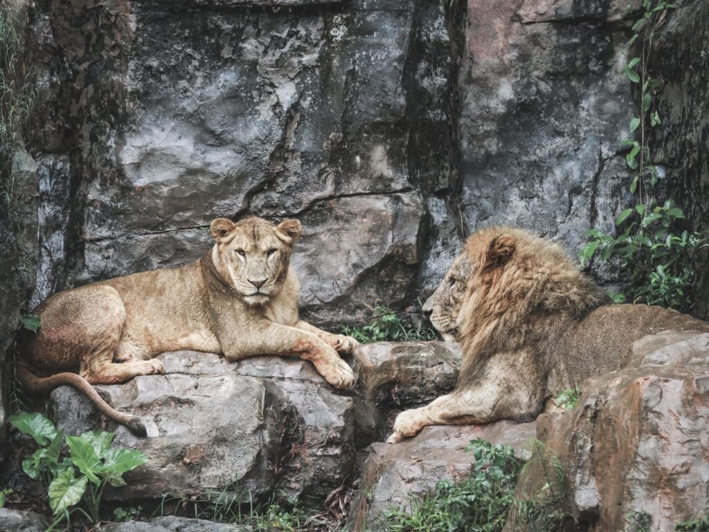 Dois leões descansando em meio a terreno rochoso, capturando a essência da vida selvagem em seu habitat natural.