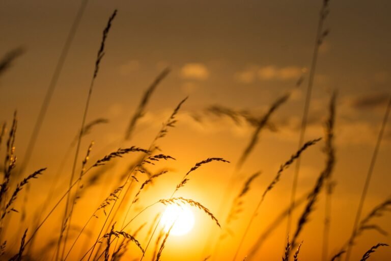 Sun em Virgo sun, nature
