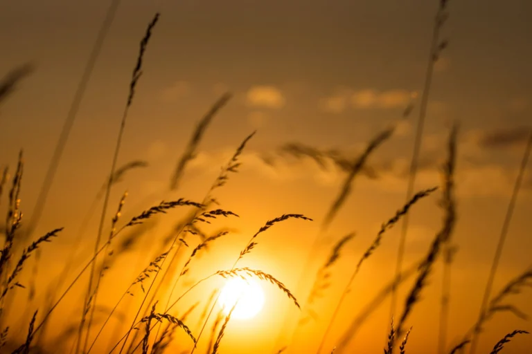 Sun em Virgo sun, nature